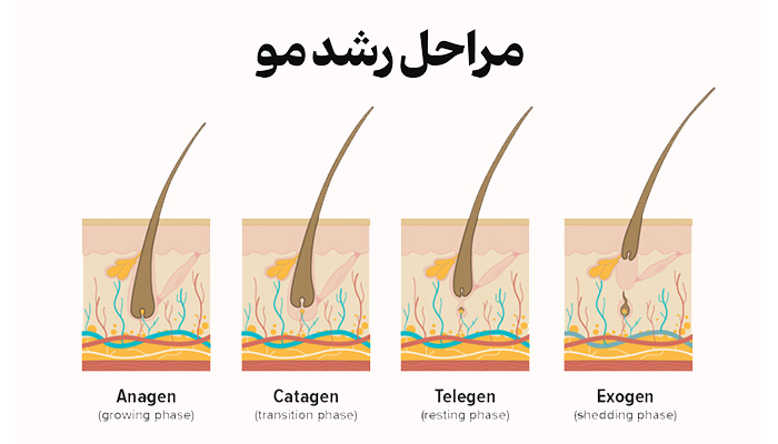 رشد مو در کمترین زمان